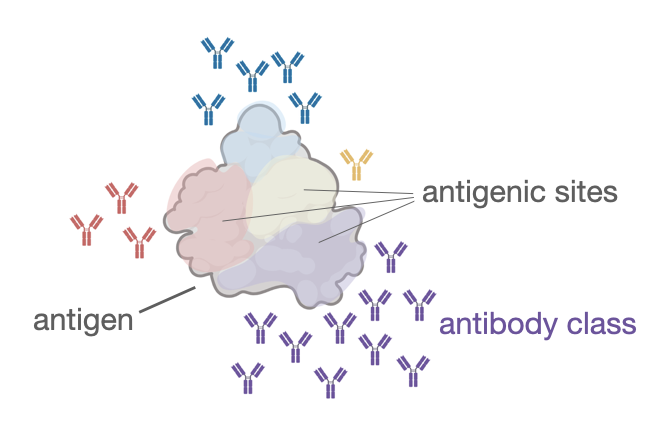 Antibody immunodominance